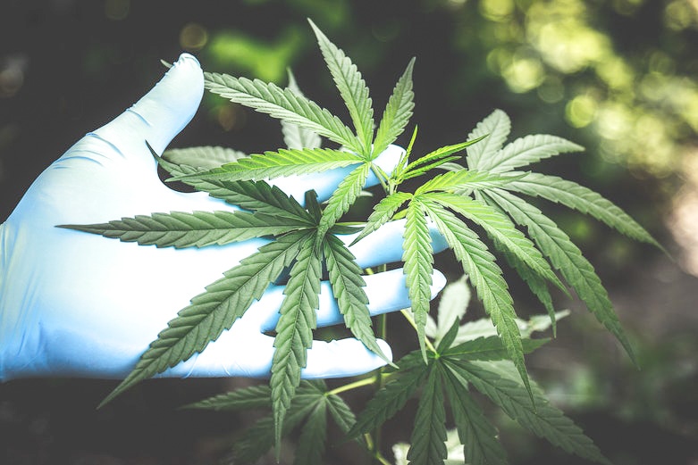 cannabis leaves in gloved hand